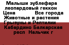 Малыши эублефара ( леопардовый геккон) › Цена ­ 1 500 - Все города Животные и растения » Грызуны и Рептилии   . Кабардино-Балкарская респ.,Нальчик г.